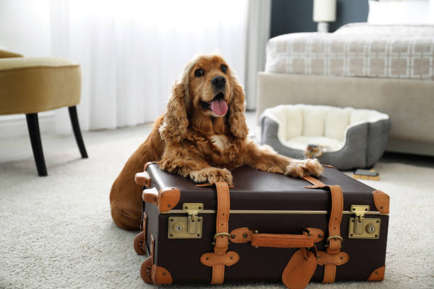 Pet Friendly Hospedaje Sebastián